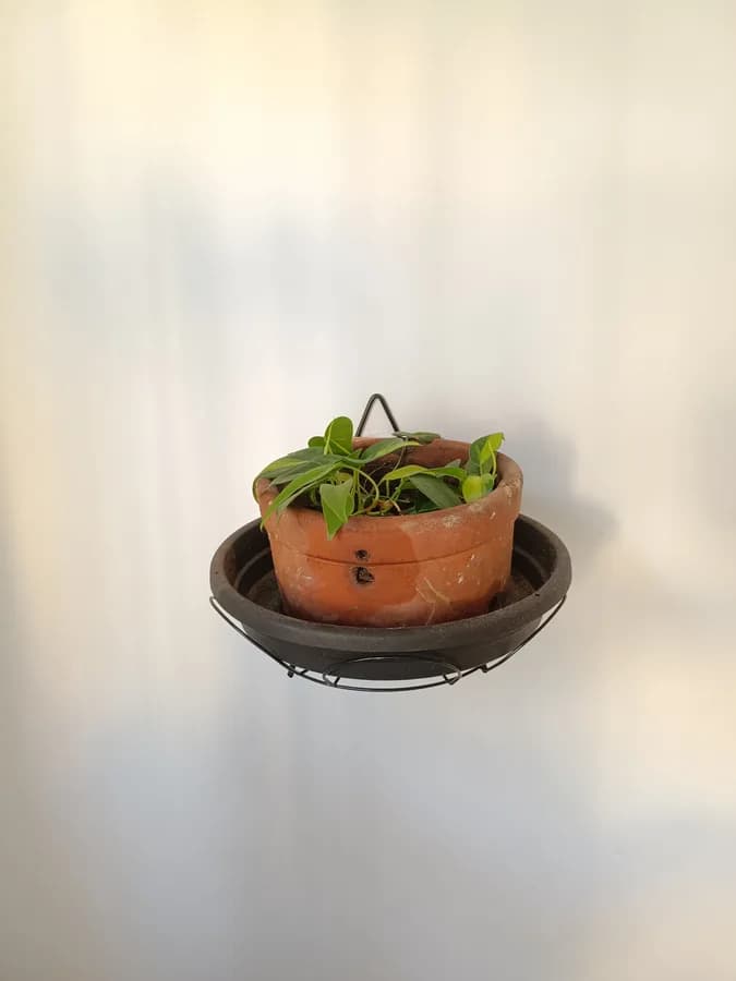 Planta